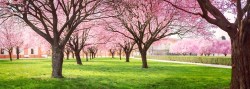 fotobehang roze bloesem - depst-107875348_ds